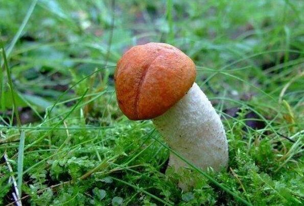 o cogumelo simboliza a cabeça aumentada do pênis